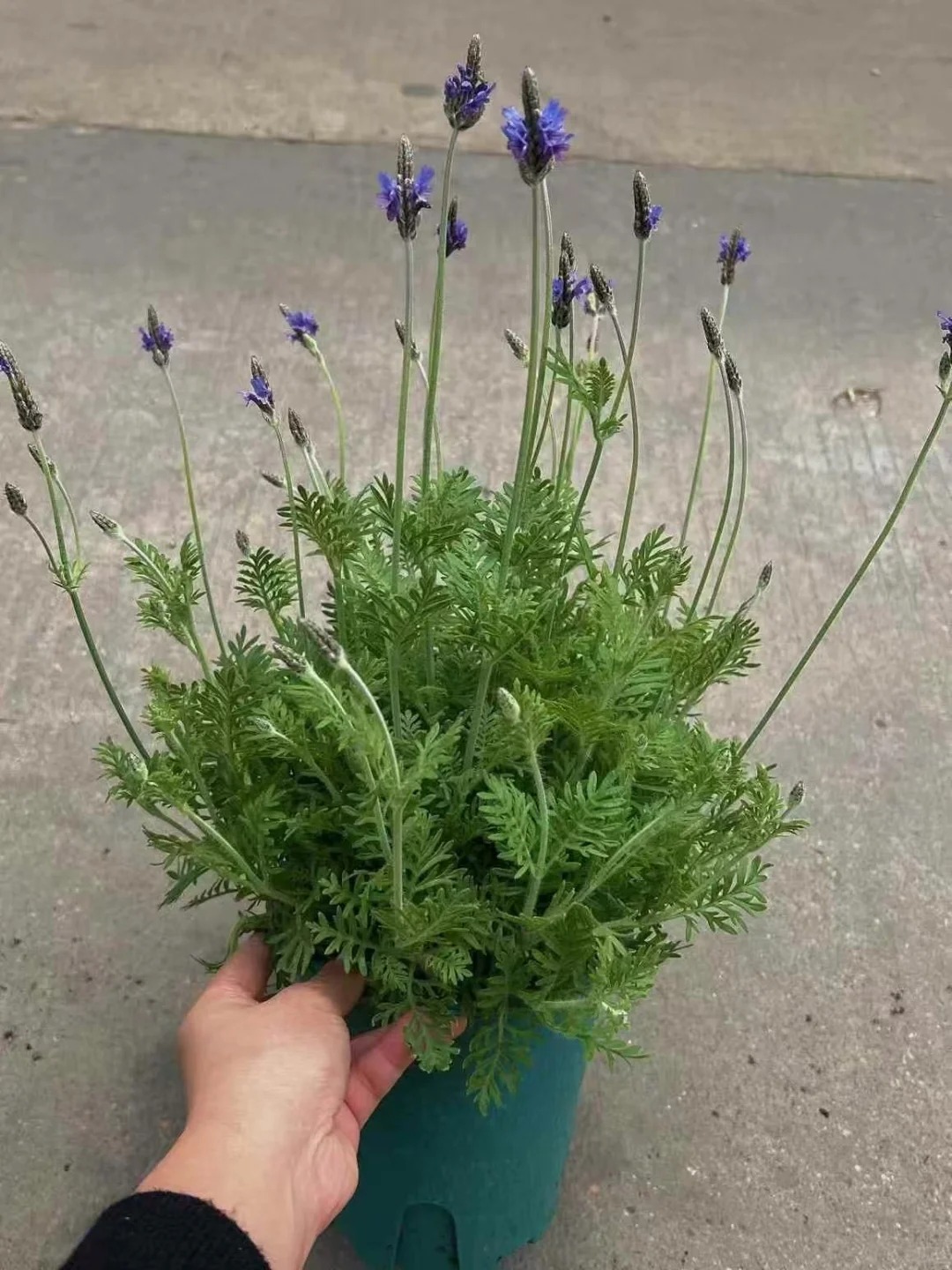 Loài hoa đáng trồng nhất ban công dịp cuối năm: Vừa thơm phòng, ngủ ngon lại âm thầm hút vận may, xả xui cực tốt- Ảnh 7.