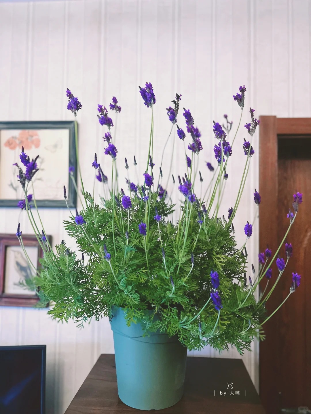 Loài hoa đáng trồng nhất ban công dịp cuối năm: Vừa thơm phòng, ngủ ngon lại âm thầm hút vận may, xả xui cực tốt- Ảnh 8.