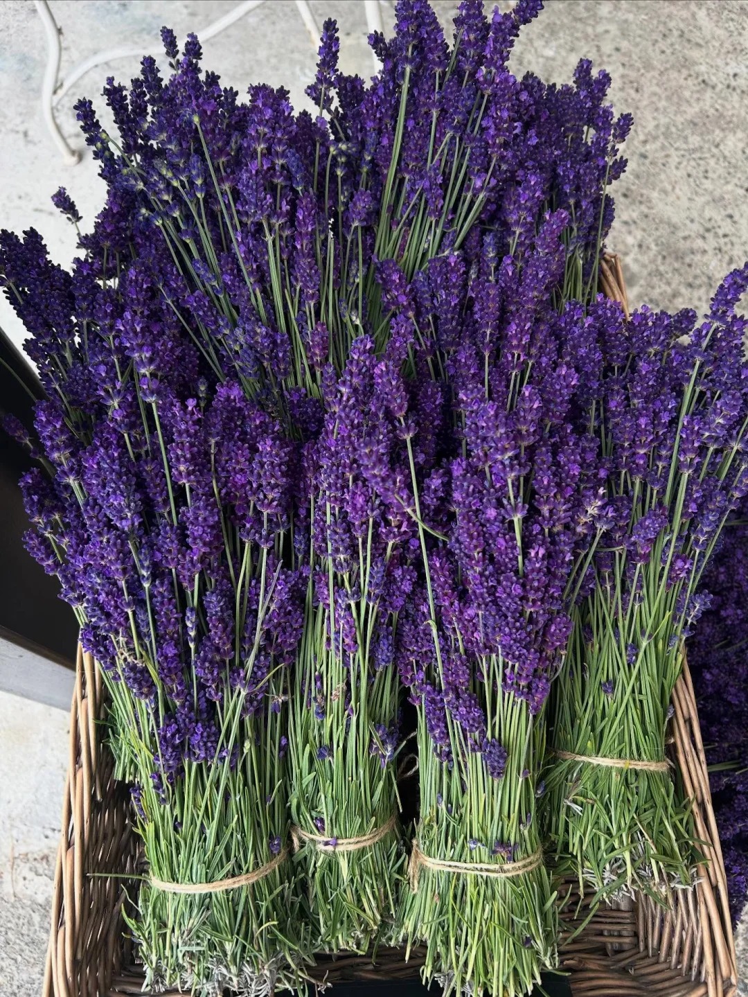 Loài hoa đáng trồng nhất ban công dịp cuối năm: Vừa thơm phòng, ngủ ngon lại âm thầm hút vận may, xả xui cực tốt- Ảnh 3.