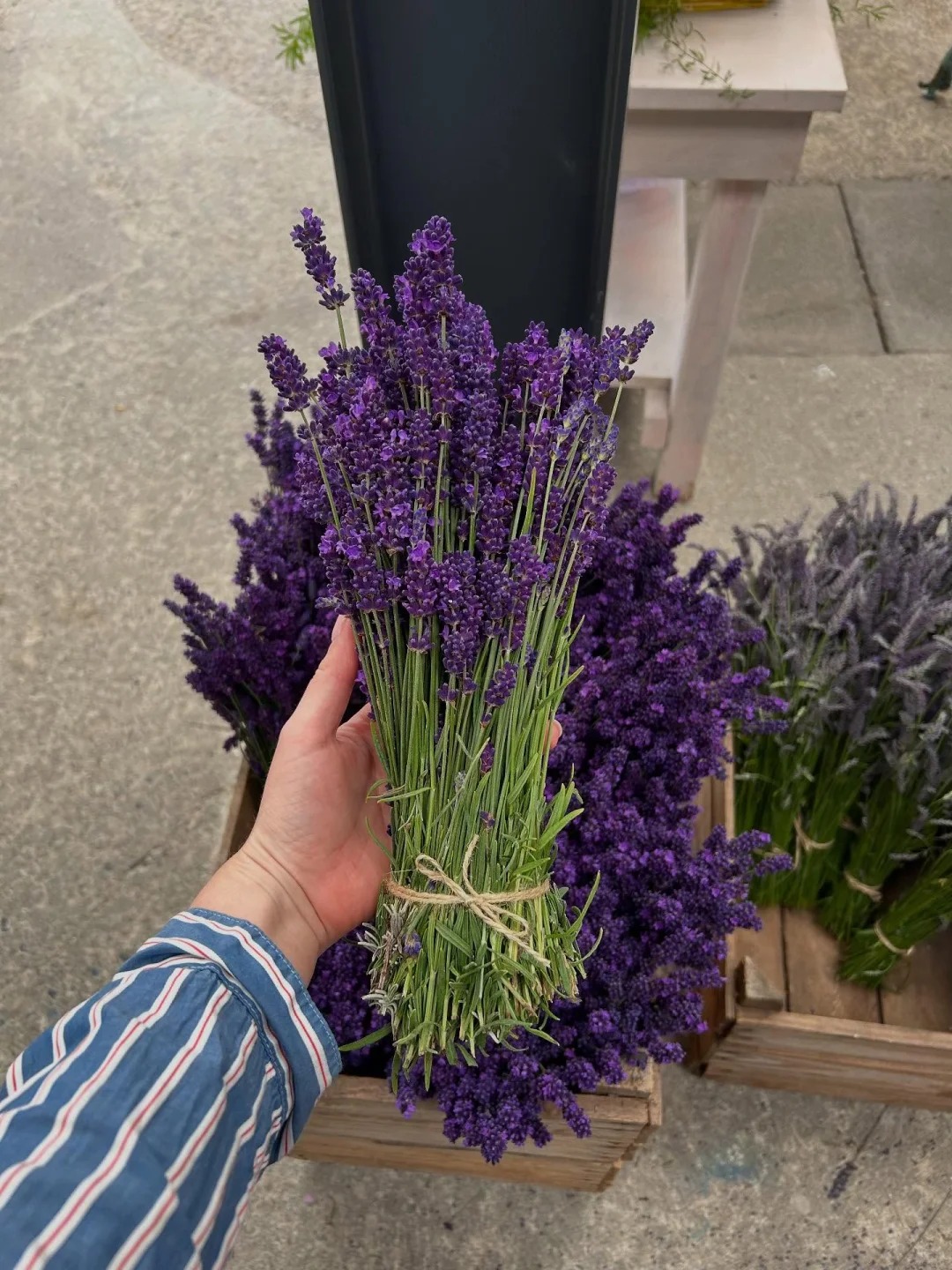 Loài hoa đáng trồng nhất ban công dịp cuối năm: Vừa thơm phòng, ngủ ngon lại âm thầm hút vận may, xả xui cực tốt- Ảnh 4.