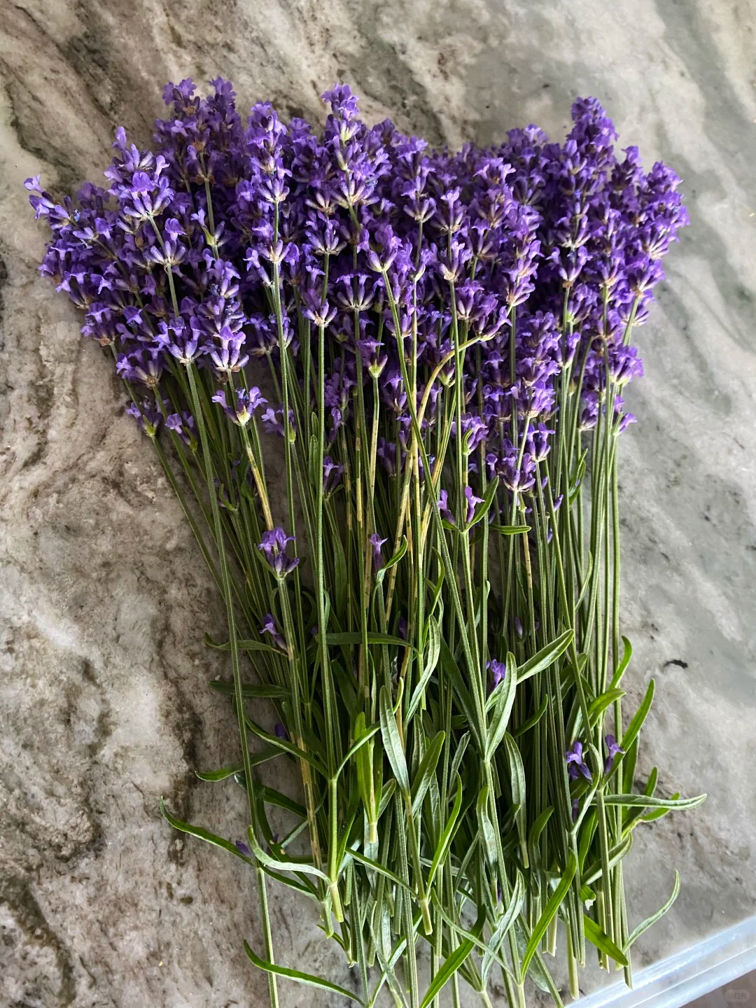 Loài hoa đáng trồng nhất ban công dịp cuối năm: Vừa thơm phòng, ngủ ngon lại âm thầm hút vận may, xả xui cực tốt- Ảnh 5.