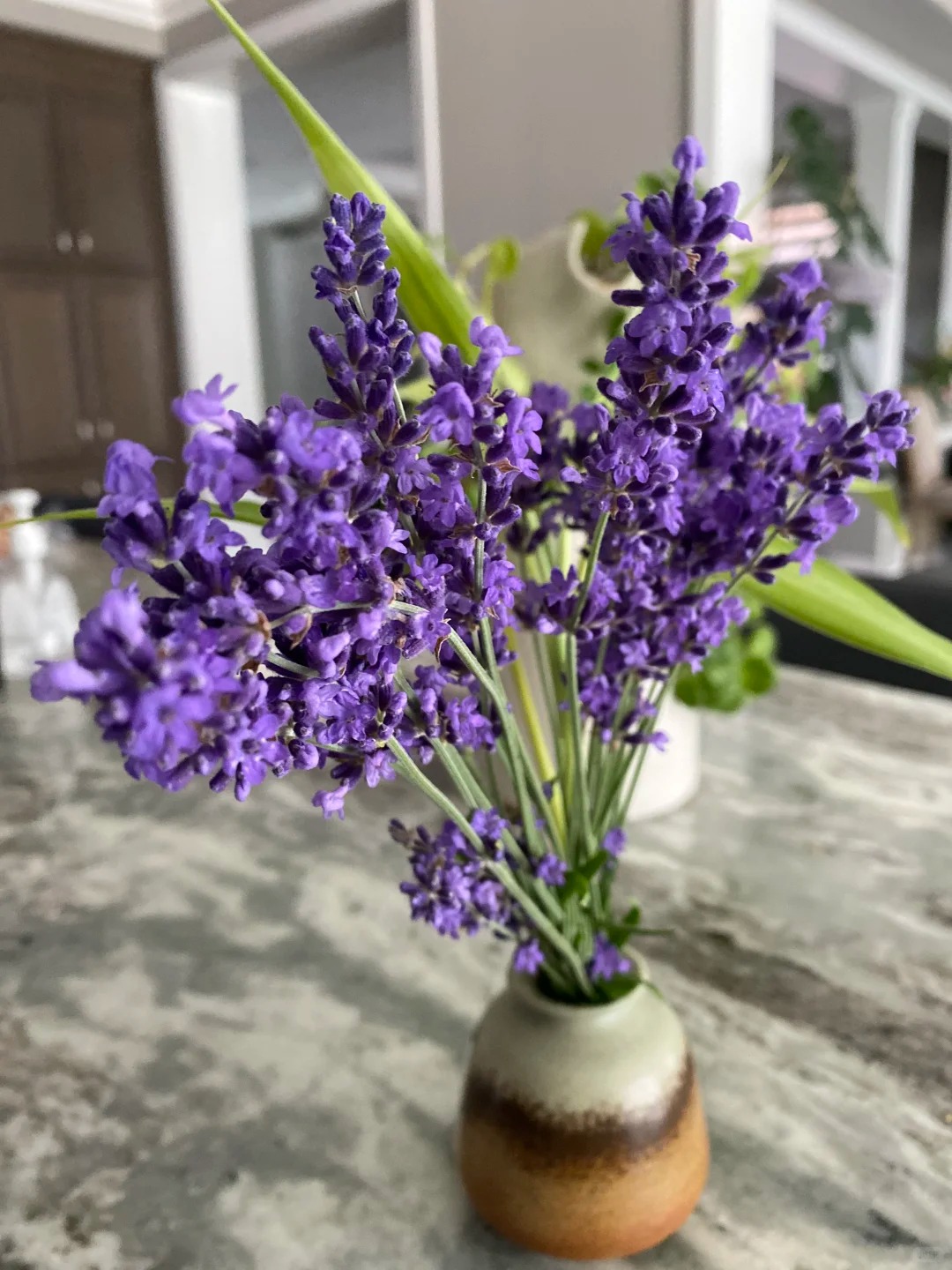 Loài hoa đáng trồng nhất ban công dịp cuối năm: Vừa thơm phòng, ngủ ngon lại âm thầm hút vận may, xả xui cực tốt- Ảnh 14.