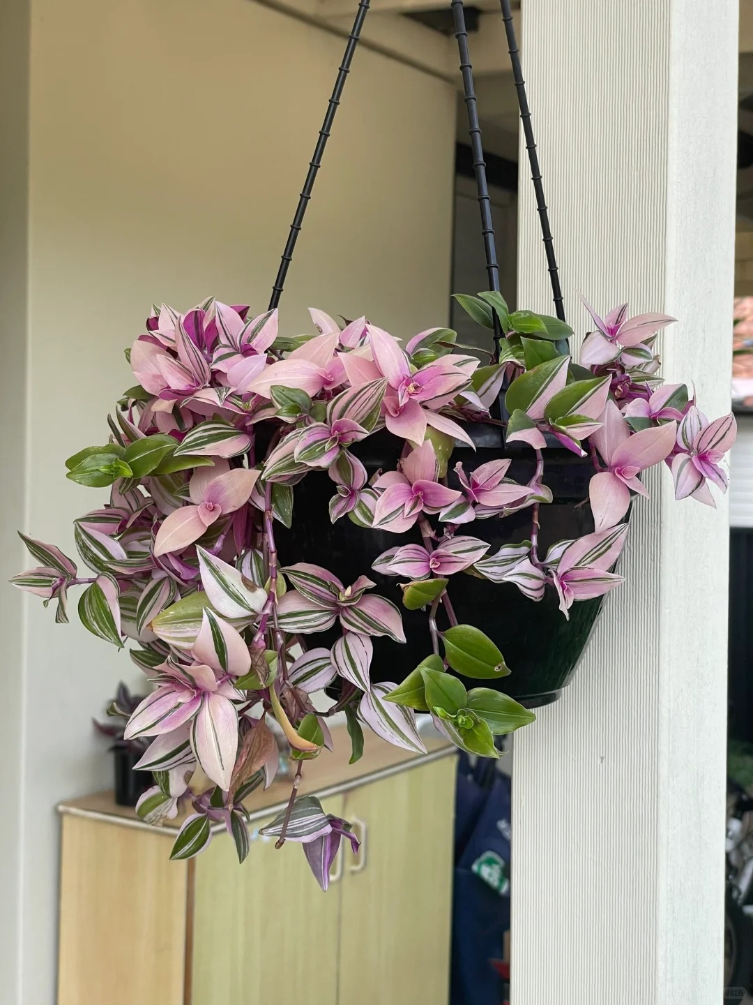 Loài cây "tranh sơn dầu" đang hot rần rần: Vừa rẻ vừa đẹp, đặt đâu sang đó, chưng Tết này là chuẩn bài! - Ảnh 22.