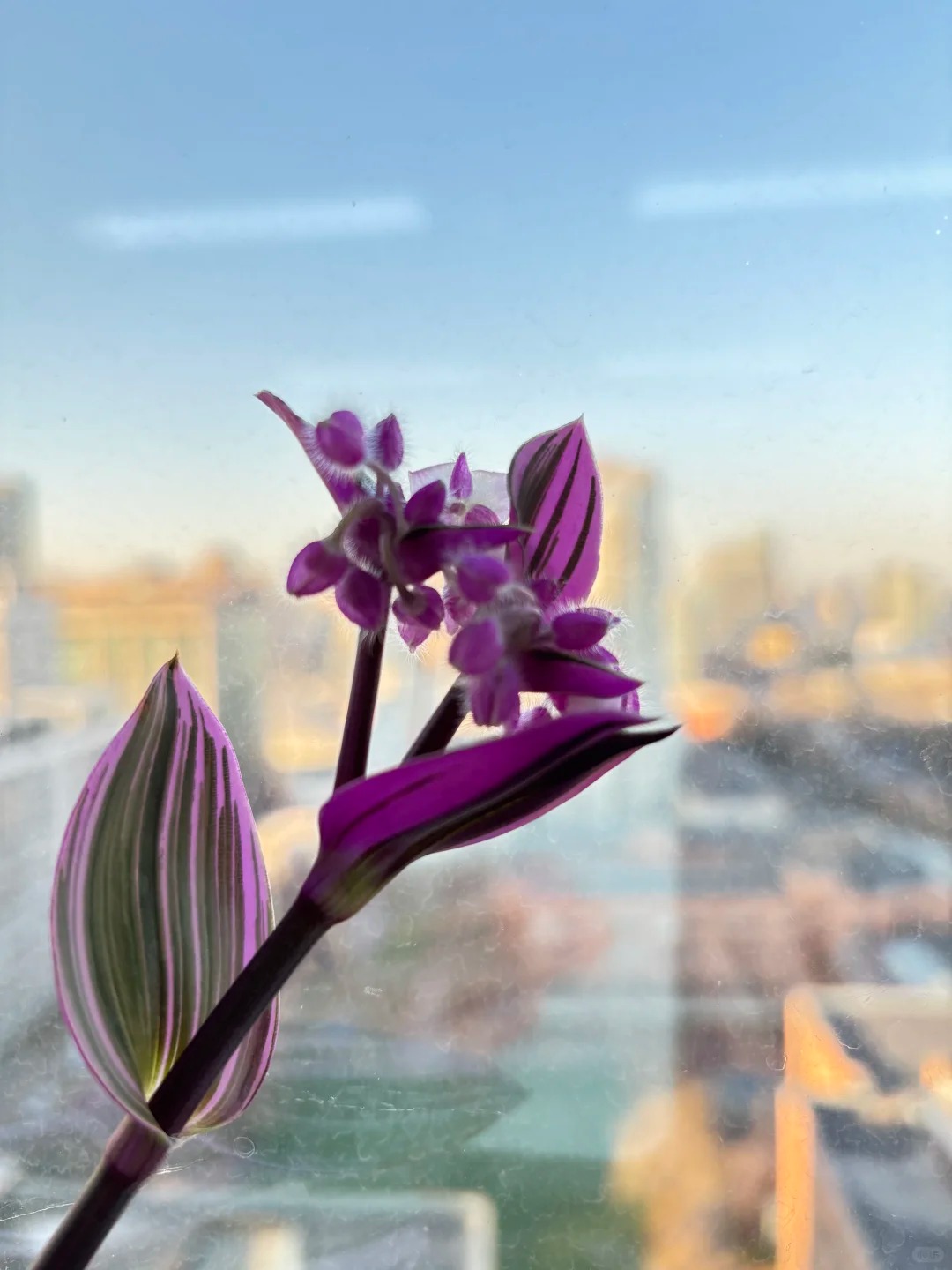 Loài cây "tranh sơn dầu" đang hot rần rần: Vừa rẻ vừa đẹp, đặt đâu sang đó, chưng Tết này là chuẩn bài! - Ảnh 31.