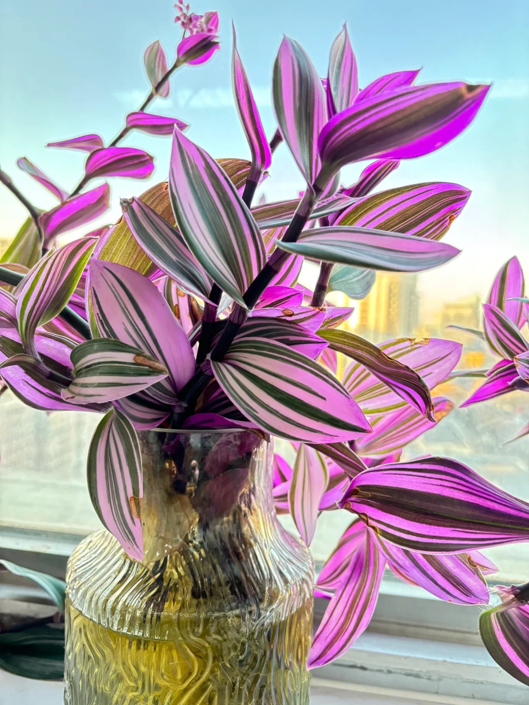 Loài cây "tranh sơn dầu" đang hot rần rần: Vừa rẻ vừa đẹp, đặt đâu sang đó, chưng Tết này là chuẩn bài! - Ảnh 11.