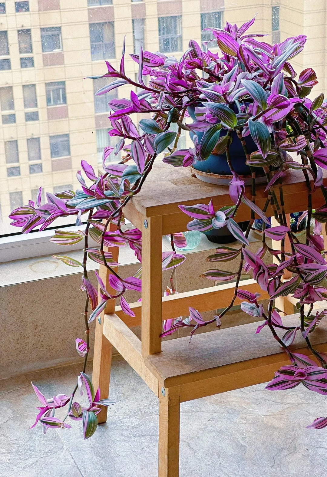 Loài cây "tranh sơn dầu" đang hot rần rần: Vừa rẻ vừa đẹp, đặt đâu sang đó, chưng Tết này là chuẩn bài! - Ảnh 9.