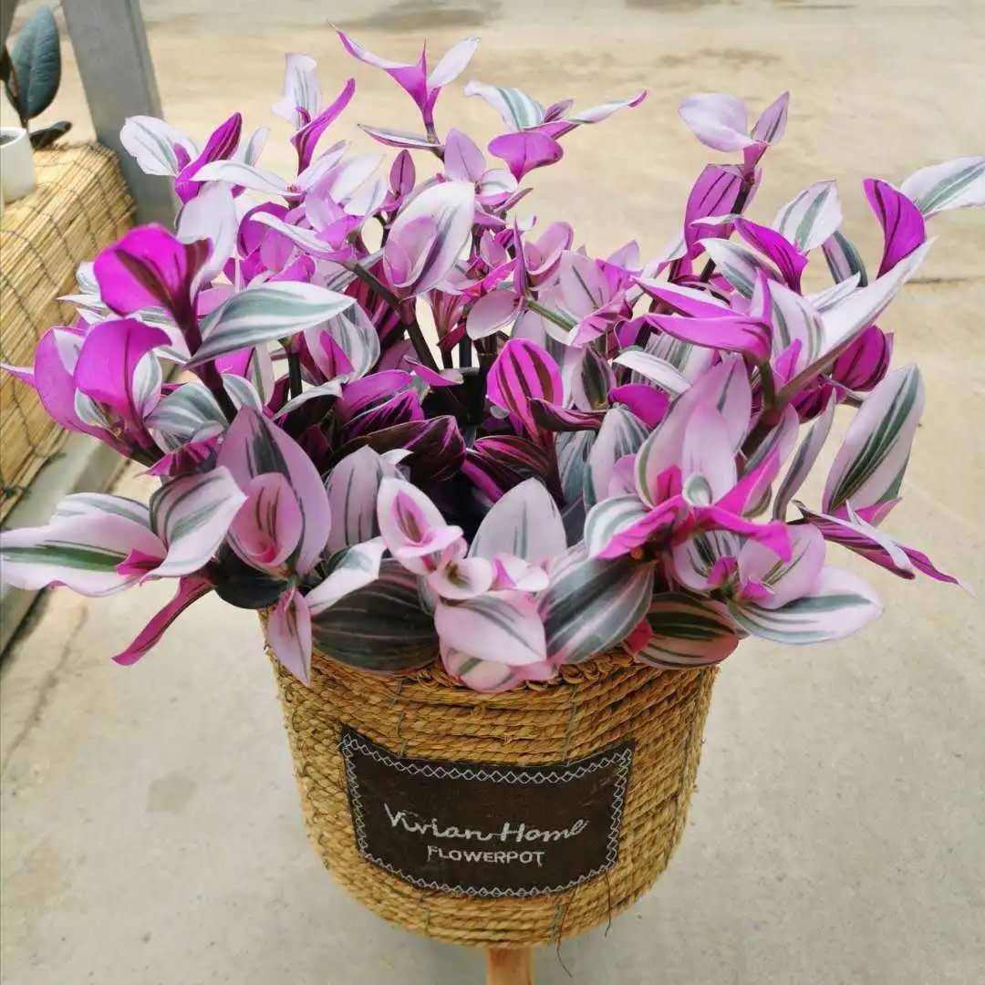 Loài cây "tranh sơn dầu" đang hot rần rần: Vừa rẻ vừa đẹp, đặt đâu sang đó, chưng Tết này là chuẩn bài! - Ảnh 20.