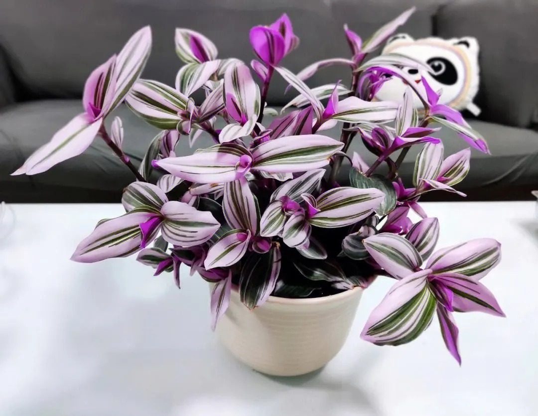 Loài cây "tranh sơn dầu" đang hot rần rần: Vừa rẻ vừa đẹp, đặt đâu sang đó, chưng Tết này là chuẩn bài! - Ảnh 23.