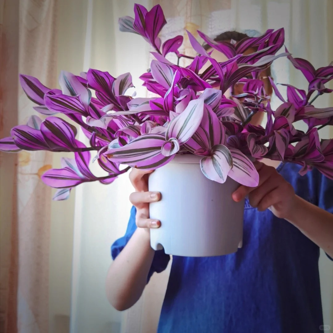 Loài cây "tranh sơn dầu" đang hot rần rần: Vừa rẻ vừa đẹp, đặt đâu sang đó, chưng Tết này là chuẩn bài! - Ảnh 24.