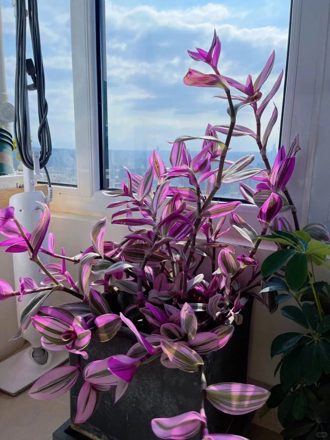 Loài cây "tranh sơn dầu" đang hot rần rần: Vừa rẻ vừa đẹp, đặt đâu sang đó, chưng Tết này là chuẩn bài! - Ảnh 10.