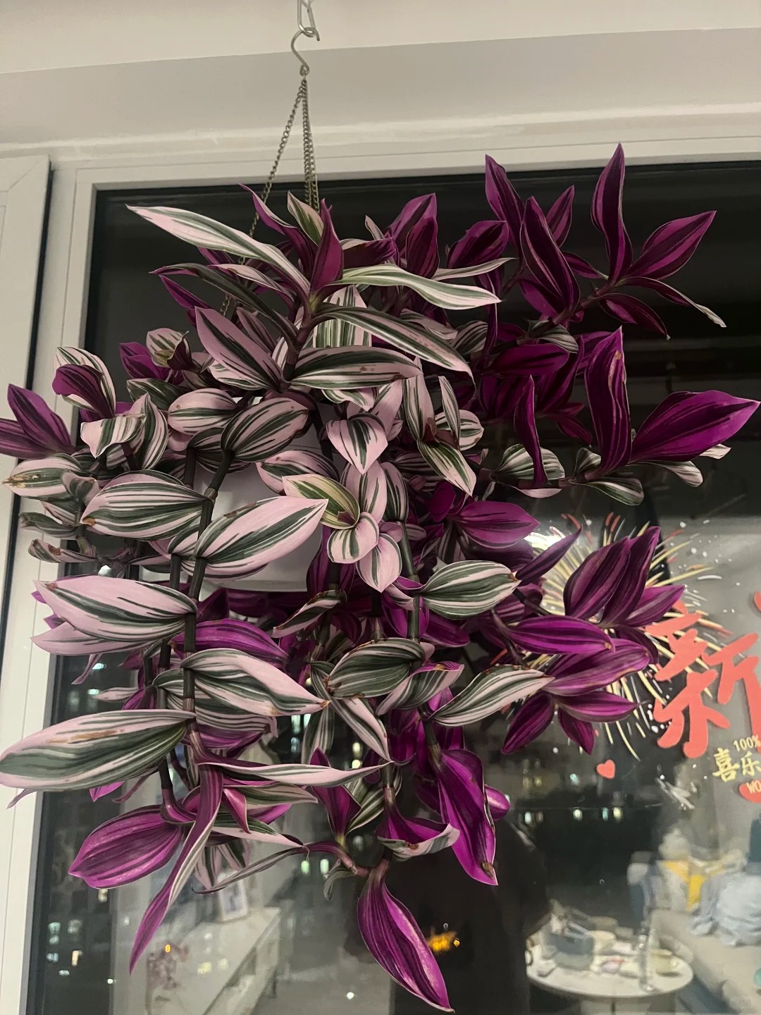 Loài cây "tranh sơn dầu" đang hot rần rần: Vừa rẻ vừa đẹp, đặt đâu sang đó, chưng Tết này là chuẩn bài! - Ảnh 17.