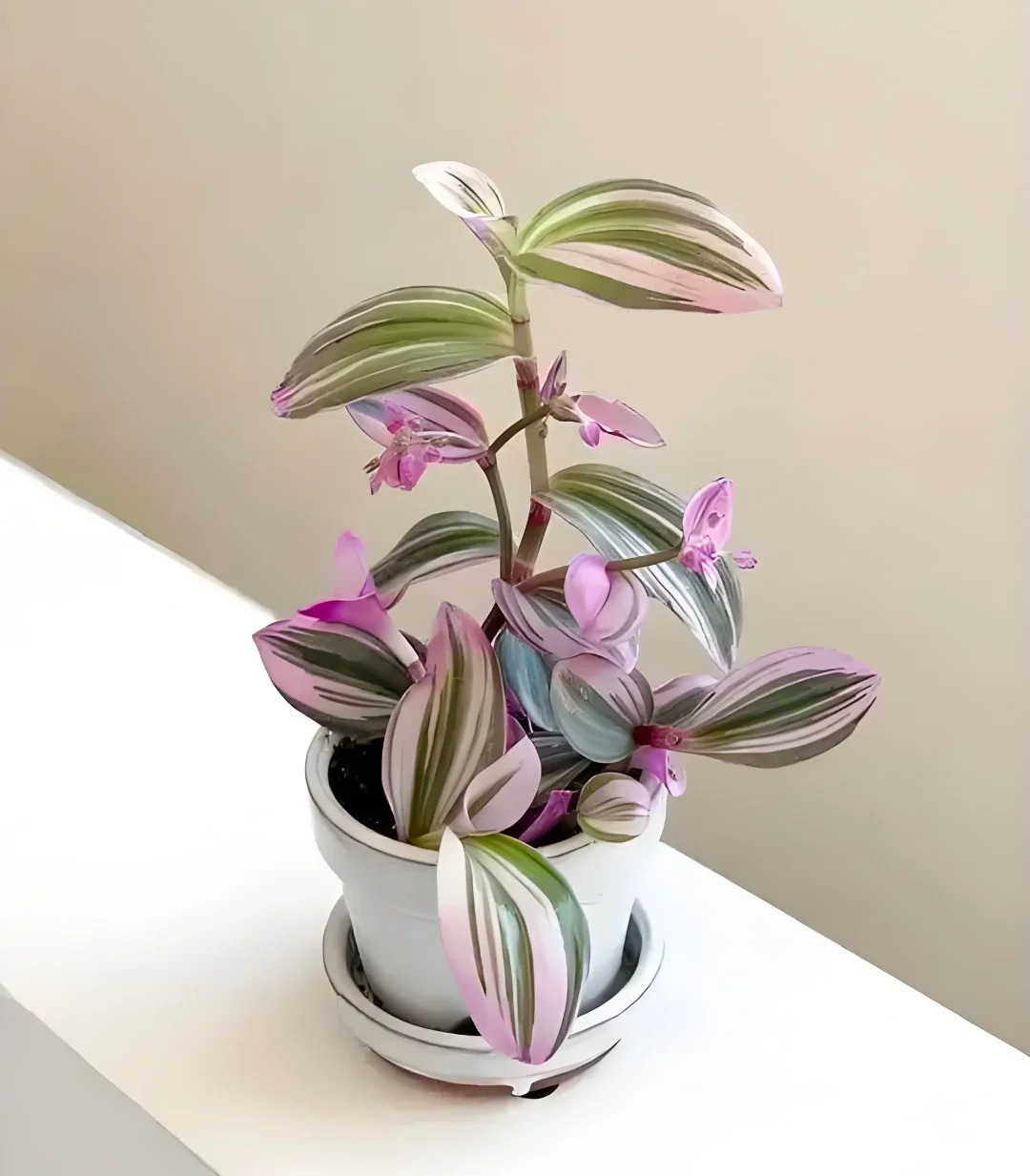 Loài cây "tranh sơn dầu" đang hot rần rần: Vừa rẻ vừa đẹp, đặt đâu sang đó, chưng Tết này là chuẩn bài! - Ảnh 26.