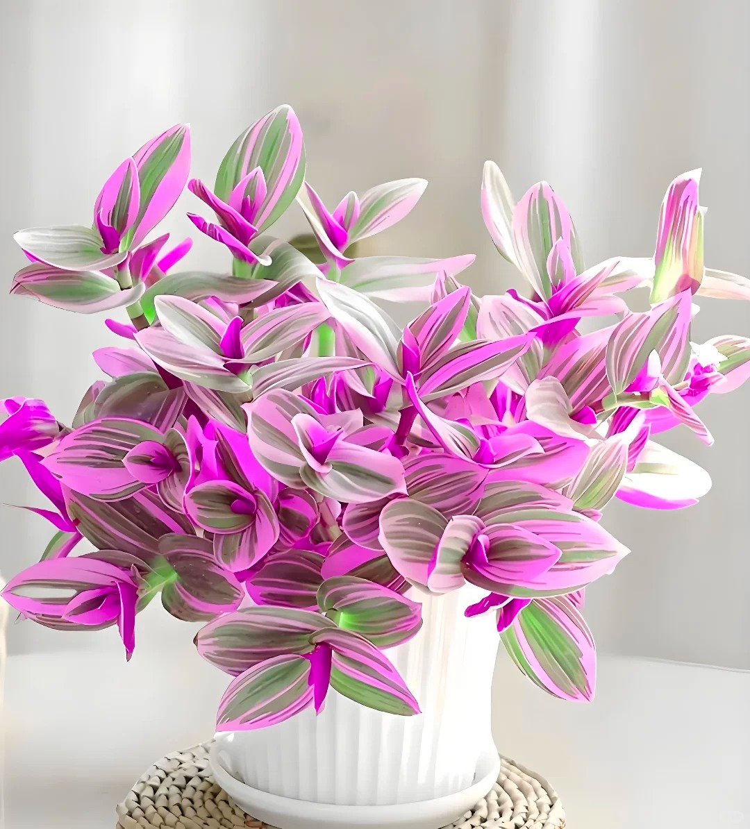 Loài cây "tranh sơn dầu" đang hot rần rần: Vừa rẻ vừa đẹp, đặt đâu sang đó, chưng Tết này là chuẩn bài! - Ảnh 8.