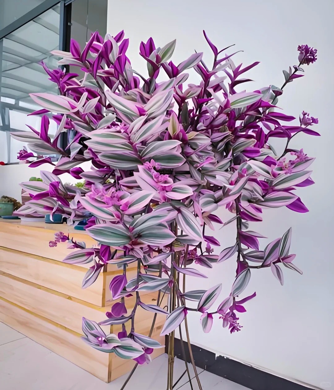 Loài cây "tranh sơn dầu" đang hot rần rần: Vừa rẻ vừa đẹp, đặt đâu sang đó, chưng Tết này là chuẩn bài! - Ảnh 13.