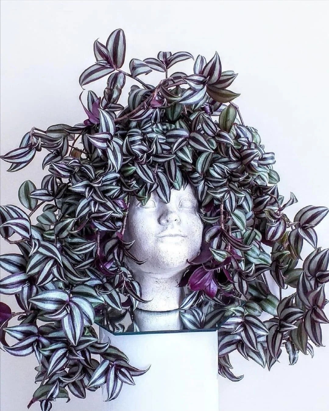 Loài cây "tranh sơn dầu" đang hot rần rần: Vừa rẻ vừa đẹp, đặt đâu sang đó, chưng Tết này là chuẩn bài! - Ảnh 2.