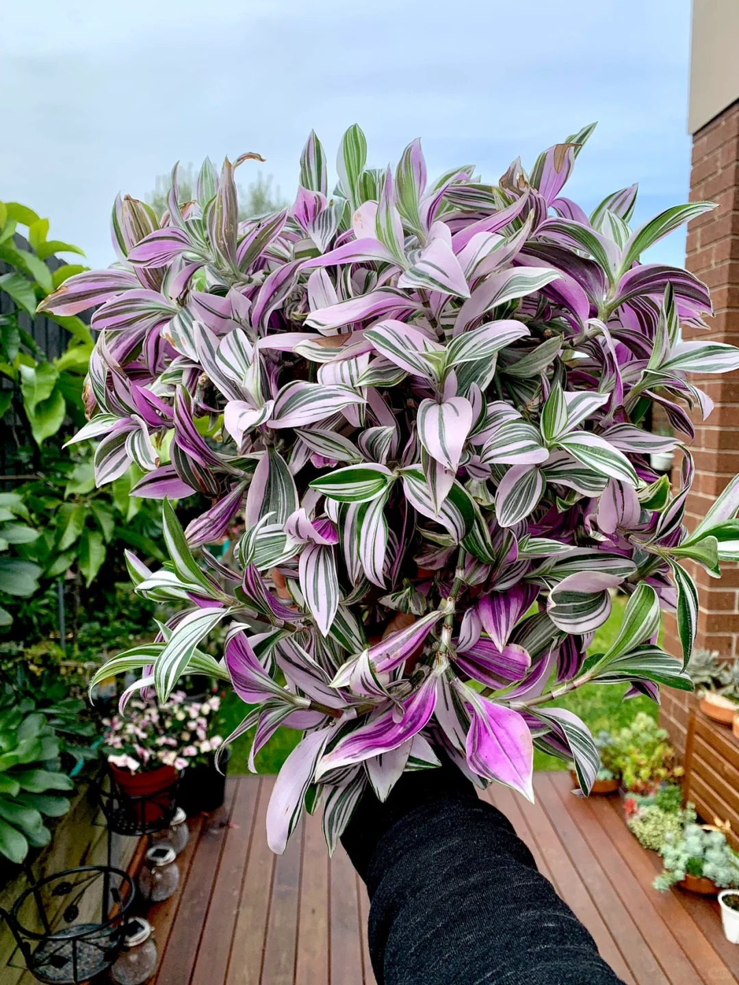 Loài cây "tranh sơn dầu" đang hot rần rần: Vừa rẻ vừa đẹp, đặt đâu sang đó, chưng Tết này là chuẩn bài! - Ảnh 15.