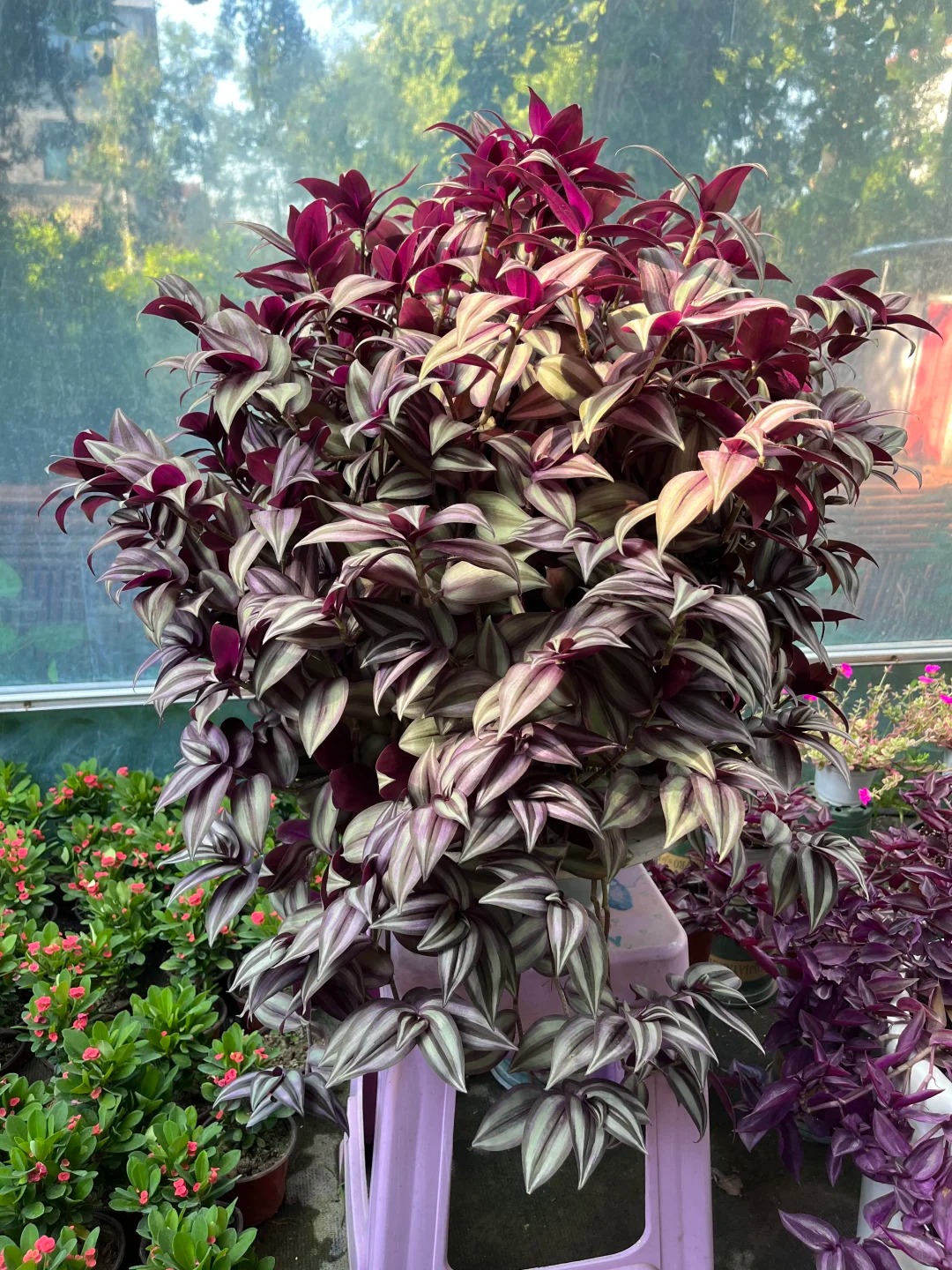 Loài cây "tranh sơn dầu" đang hot rần rần: Vừa rẻ vừa đẹp, đặt đâu sang đó, chưng Tết này là chuẩn bài! - Ảnh 7.