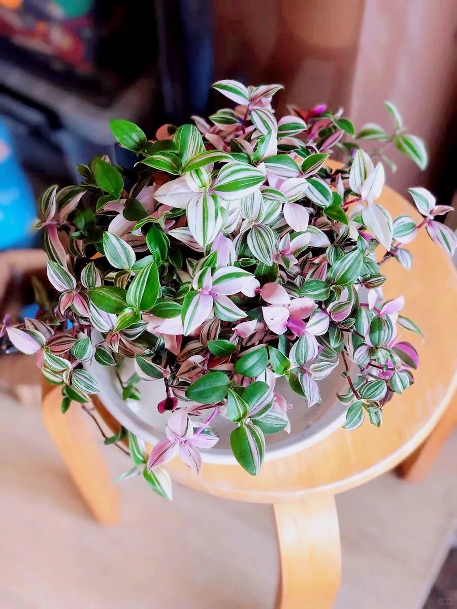 Loài cây "tranh sơn dầu" đang hot rần rần: Vừa rẻ vừa đẹp, đặt đâu sang đó, chưng Tết này là chuẩn bài! - Ảnh 6.