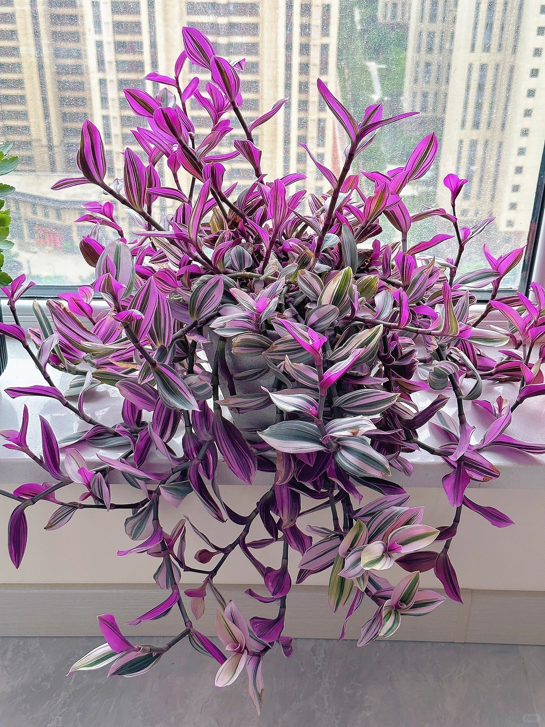 Loài cây "tranh sơn dầu" đang hot rần rần: Vừa rẻ vừa đẹp, đặt đâu sang đó, chưng Tết này là chuẩn bài! - Ảnh 19.