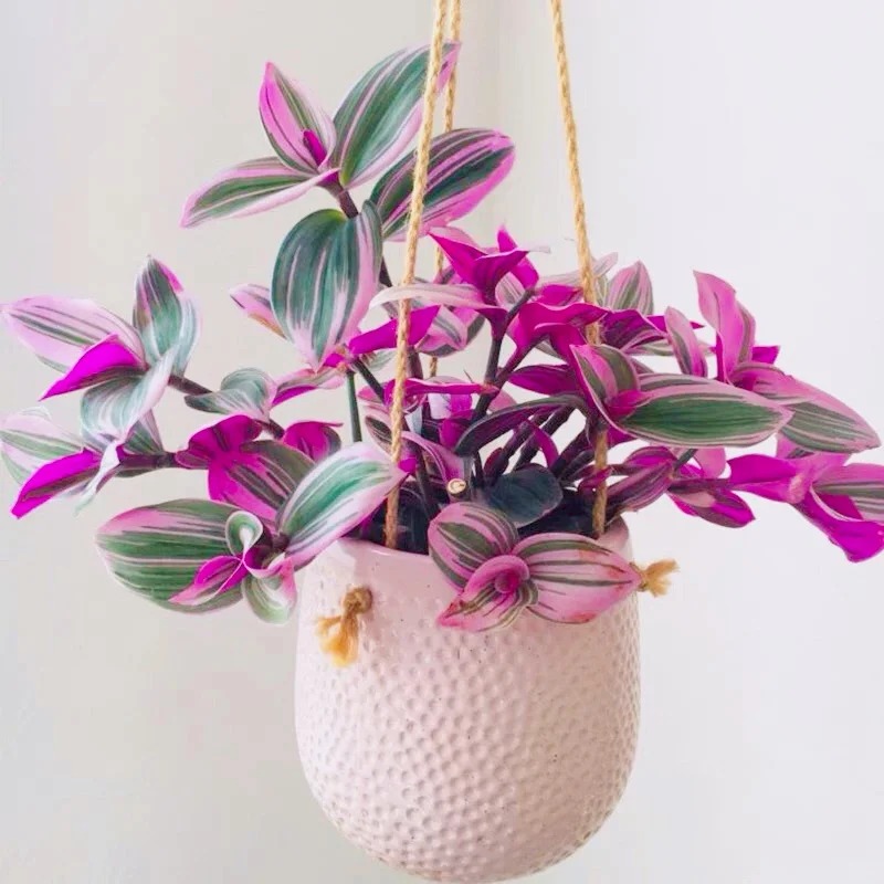 Loài cây "tranh sơn dầu" đang hot rần rần: Vừa rẻ vừa đẹp, đặt đâu sang đó, chưng Tết này là chuẩn bài! - Ảnh 14.