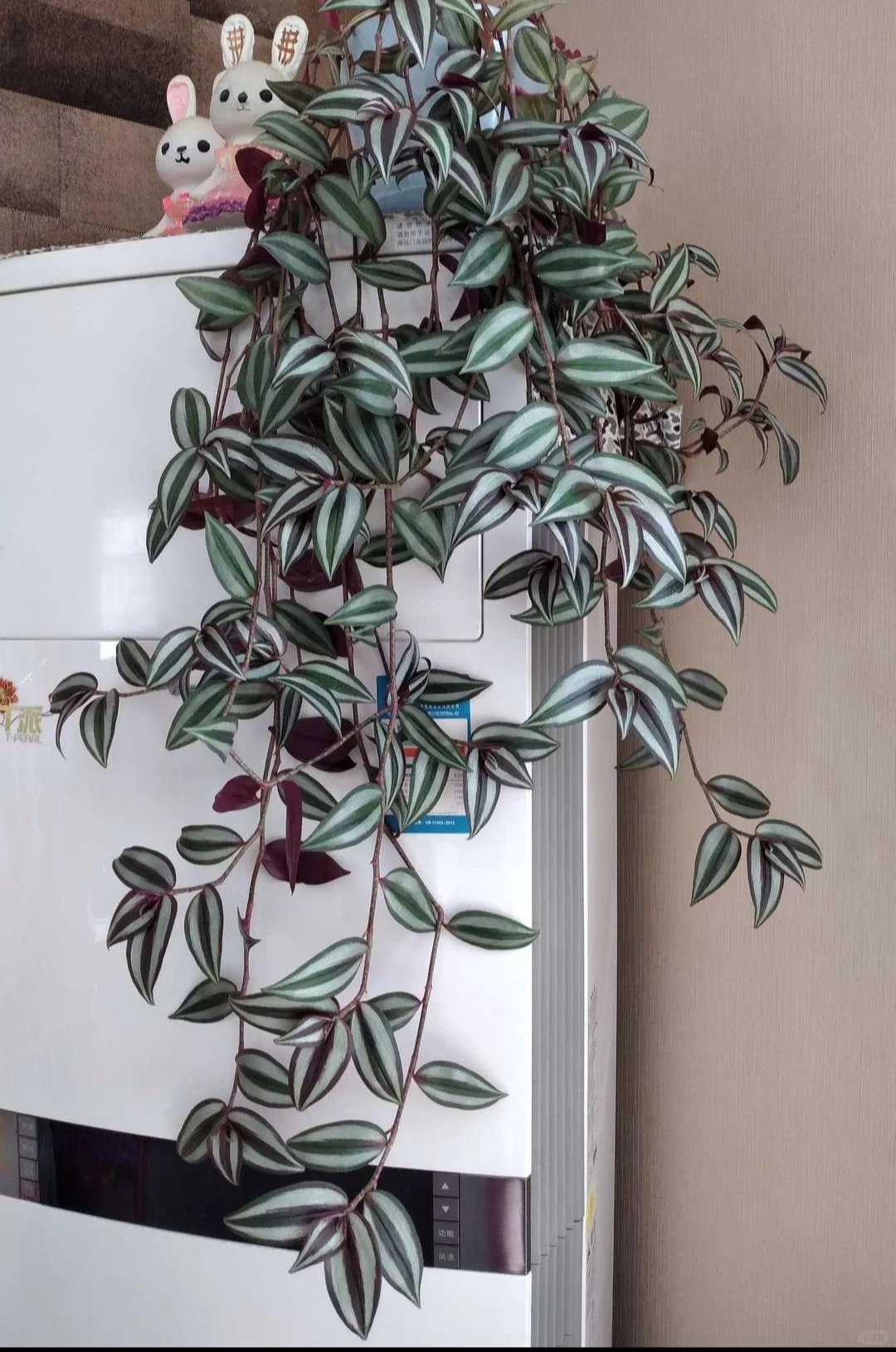 Loài cây "tranh sơn dầu" đang hot rần rần: Vừa rẻ vừa đẹp, đặt đâu sang đó, chưng Tết này là chuẩn bài! - Ảnh 30.