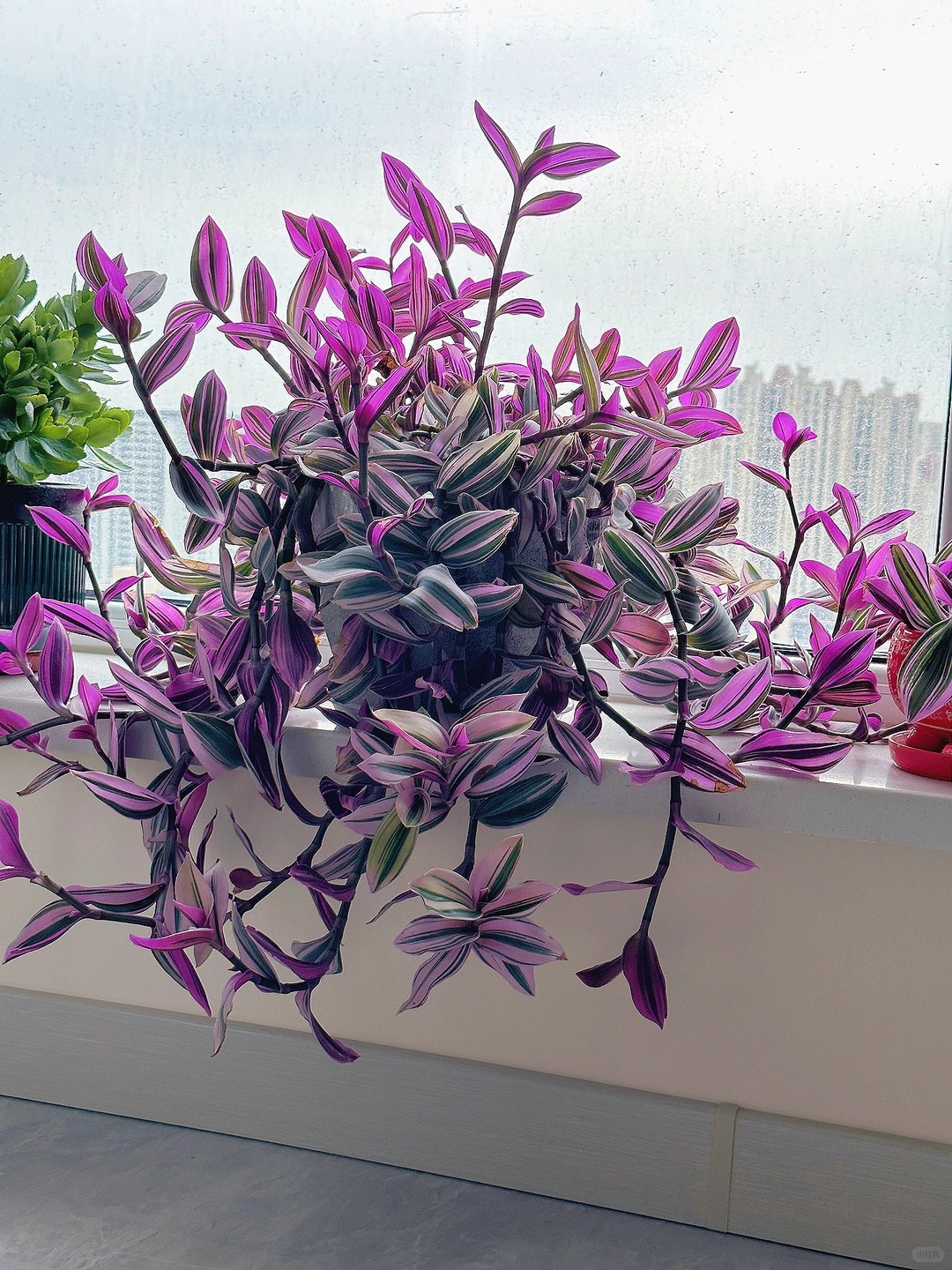 Loài cây "tranh sơn dầu" đang hot rần rần: Vừa rẻ vừa đẹp, đặt đâu sang đó, chưng Tết này là chuẩn bài! - Ảnh 18.