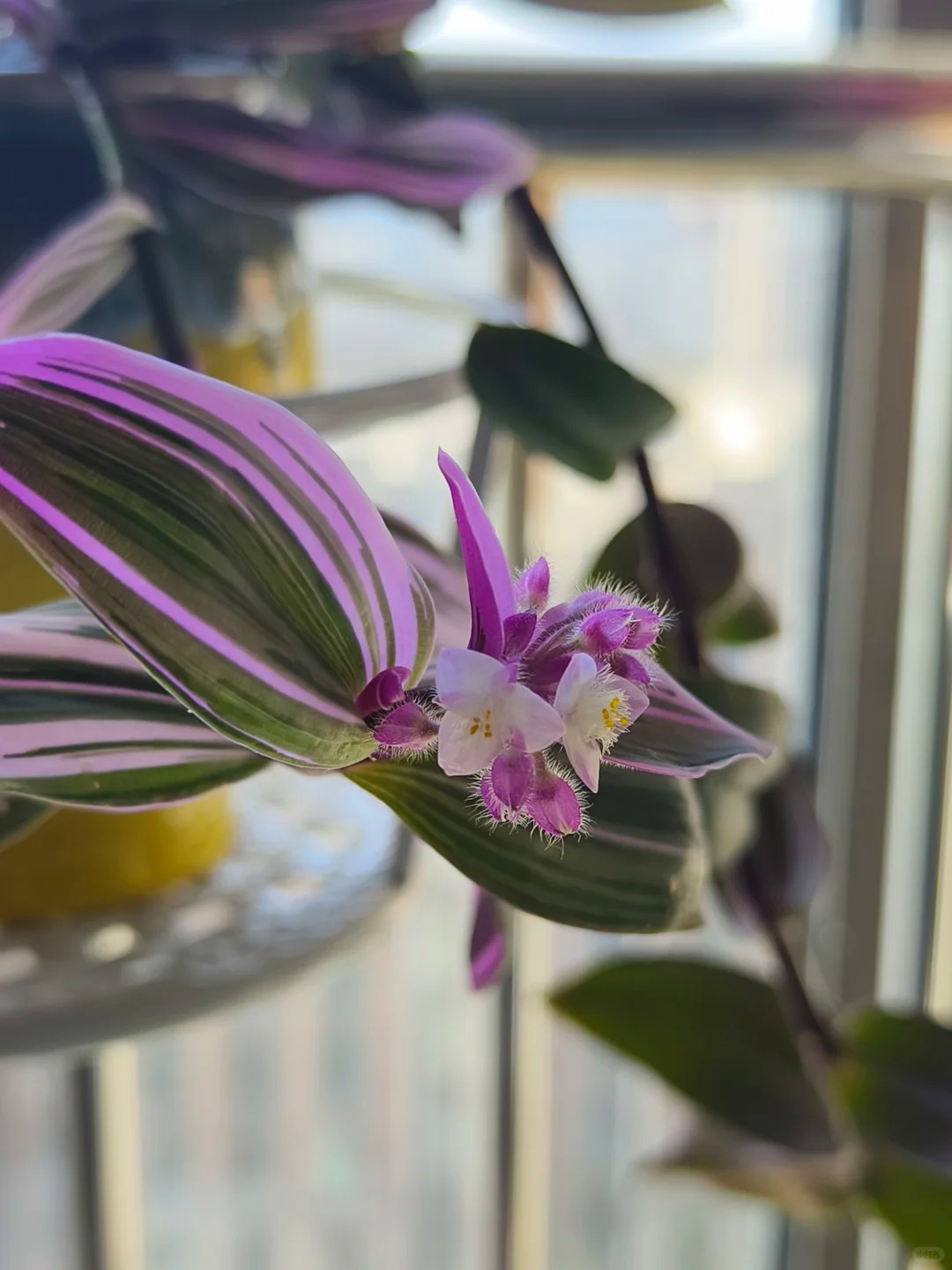 Loài cây "tranh sơn dầu" đang hot rần rần: Vừa rẻ vừa đẹp, đặt đâu sang đó, chưng Tết này là chuẩn bài! - Ảnh 29.