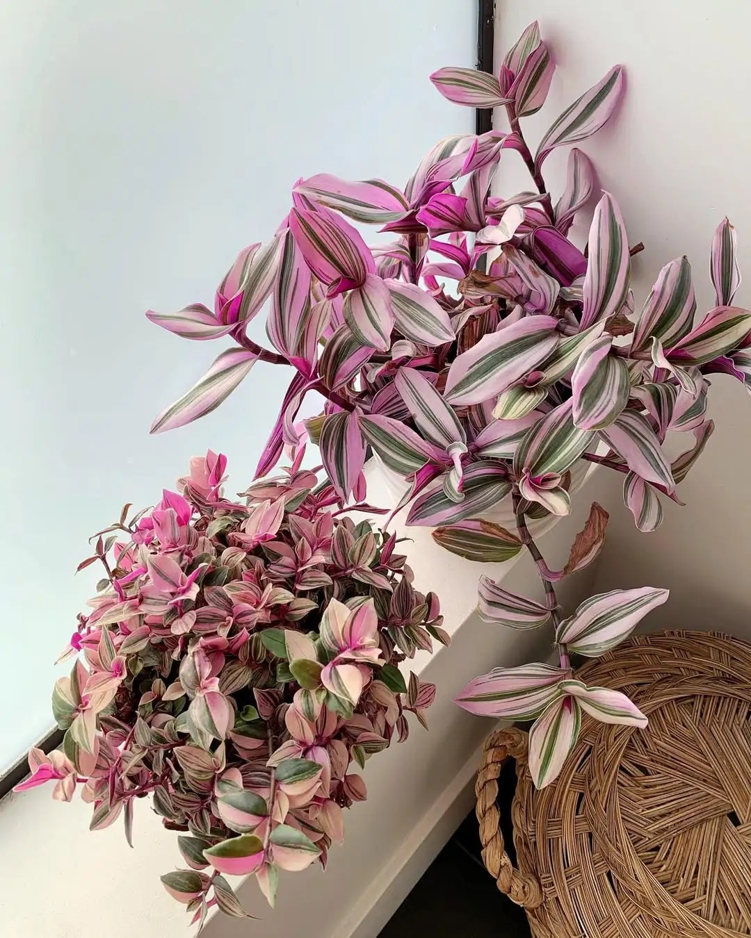 Loài cây "tranh sơn dầu" đang hot rần rần: Vừa rẻ vừa đẹp, đặt đâu sang đó, chưng Tết này là chuẩn bài! - Ảnh 12.