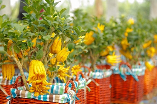 Cây cảnh "quý hơn vàng ròng": Quả óng ánh, dáng tay Phật, nhà giàu đua nhau săn chơi Tết - Ảnh 1. Cây cảnh "quý hơn vàng ròng": Quả óng ánh, dáng tay Phật, nhà giàu đua nhau săn chơi Tết - Ảnh 1.