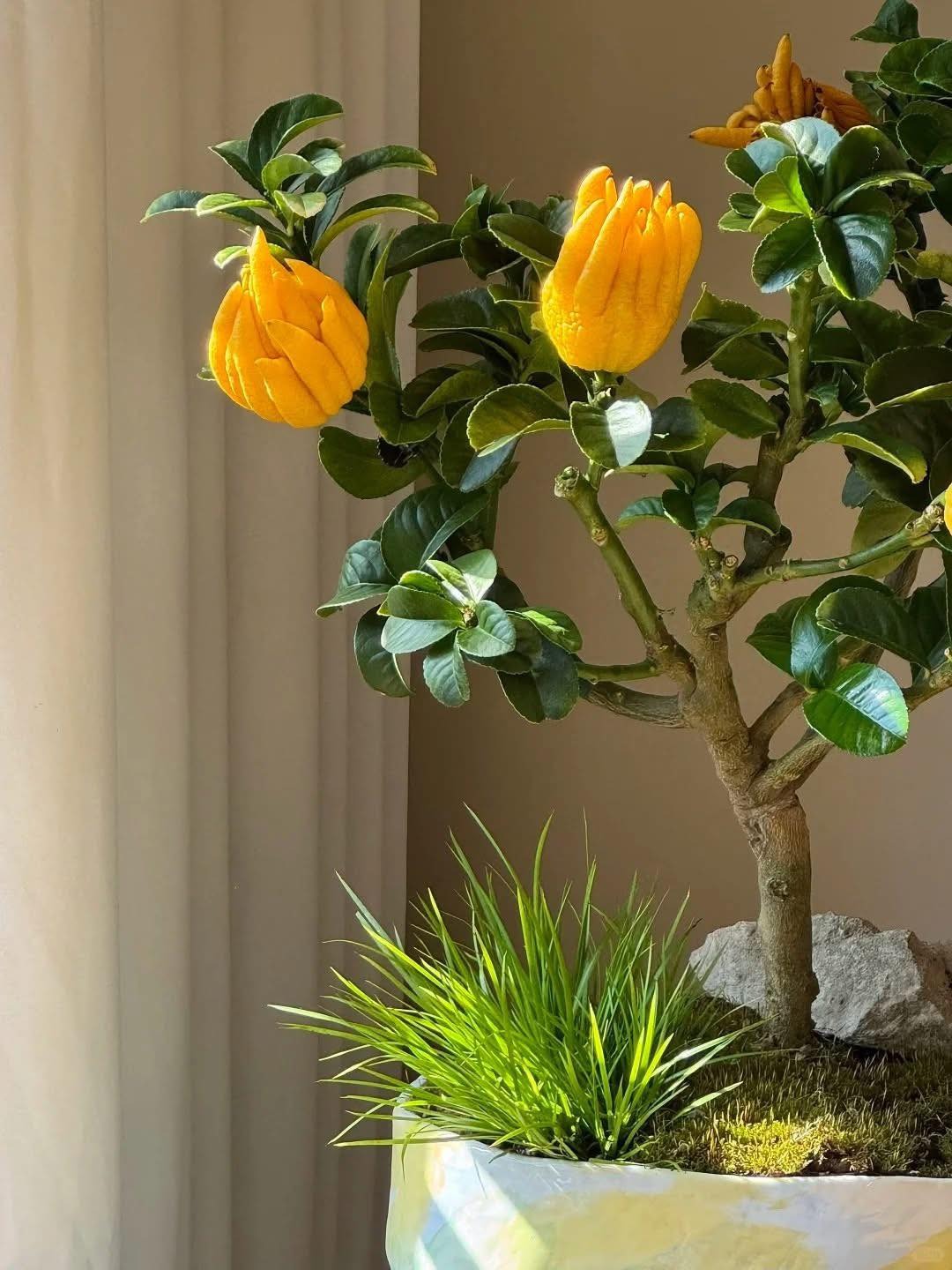 Cây cảnh "quý hơn vàng ròng": Quả óng ánh, dáng tay Phật, nhà giàu đua nhau săn chơi Tết - Ảnh 3. Cây cảnh "quý hơn vàng ròng": Quả óng ánh, dáng tay Phật, nhà giàu đua nhau săn chơi Tết - Ảnh 3.