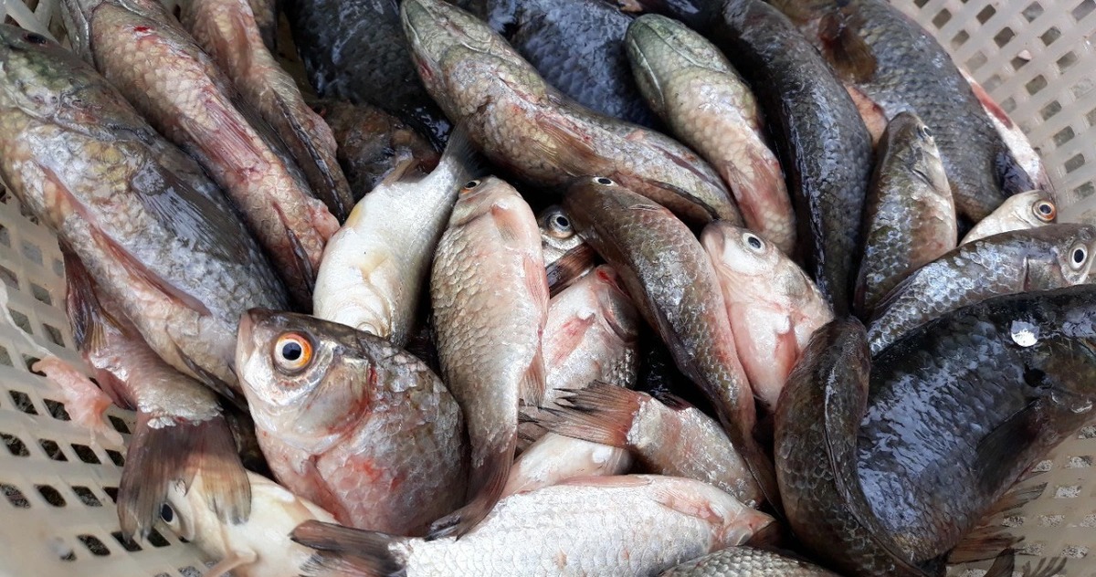 Chợ Việt có loại cá nhỏ, chỉ 30.000 đồng/kg nhưng được thầy thuốc xưa gọi là "đại bổ": Người biết ăn coi như báu vật- Ảnh 3.