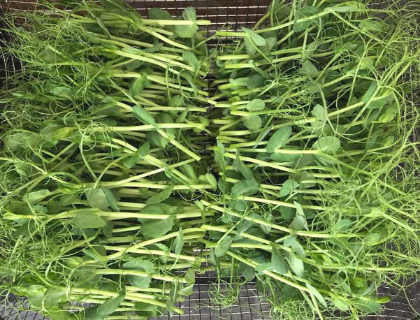 Mùa đông đừng chỉ ăn củ cải: 4 loại “rau vàng” rẻ tiền này mới thực sự bổ gan, đẹp da, tăng đề kháng- Ảnh 5.