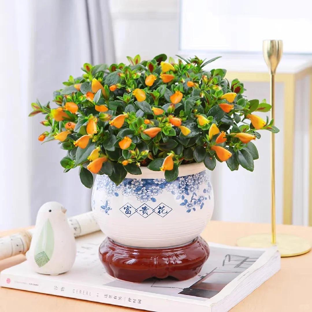 Trồng cây 'cá vàng' dịp cuối năm: Hoa nở như 'bơi' tiền vào két, xả xui cực tốt mà tôi trồng 6 năm vẫn mê- Ảnh 27.