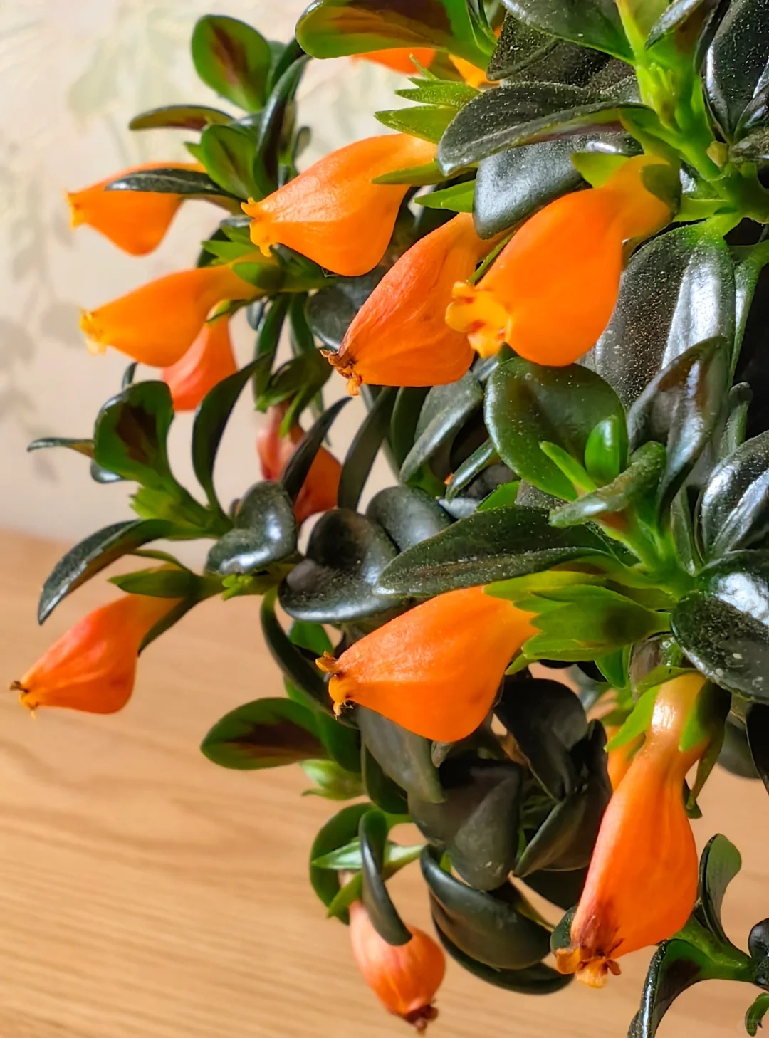 Trồng cây 'cá vàng' dịp cuối năm: Hoa nở như 'bơi' tiền vào két, xả xui cực tốt mà tôi trồng 6 năm vẫn mê- Ảnh 9.