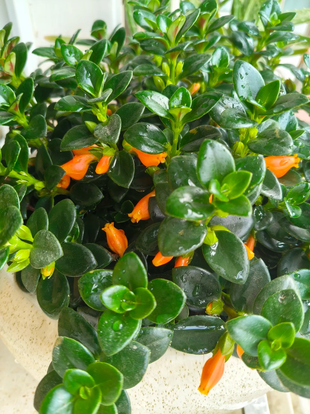 Trồng cây 'cá vàng' dịp cuối năm: Hoa nở như 'bơi' tiền vào két, xả xui cực tốt mà tôi trồng 6 năm vẫn mê- Ảnh 14.