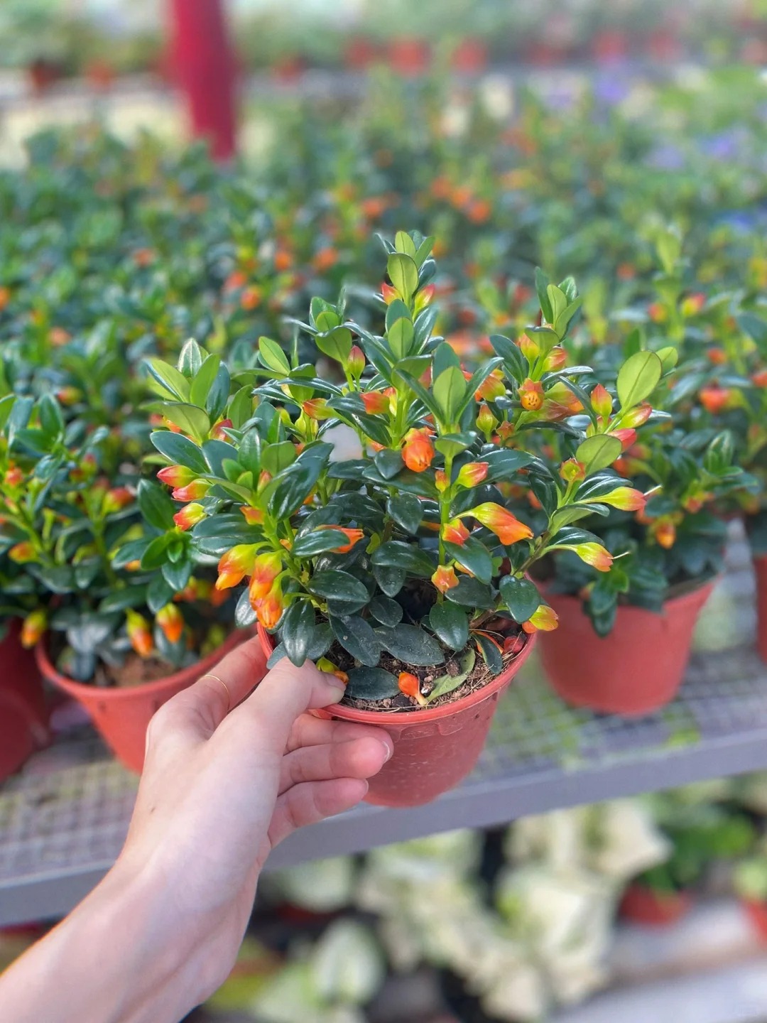 Trồng cây 'cá vàng' dịp cuối năm: Hoa nở như 'bơi' tiền vào két, xả xui cực tốt mà tôi trồng 6 năm vẫn mê- Ảnh 17.