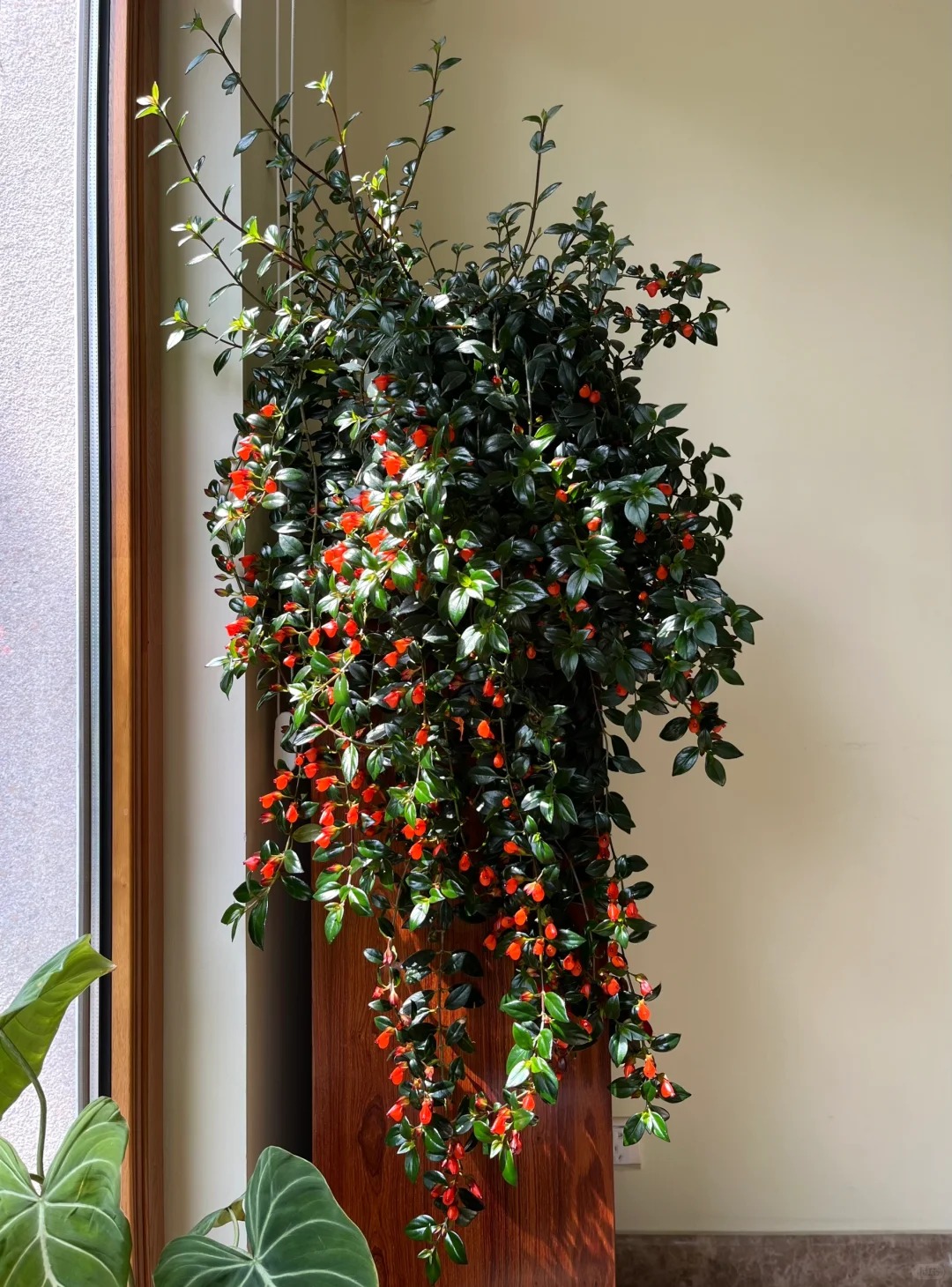 Trồng cây 'cá vàng' dịp cuối năm: Hoa nở như 'bơi' tiền vào két, xả xui cực tốt mà tôi trồng 6 năm vẫn mê- Ảnh 4.