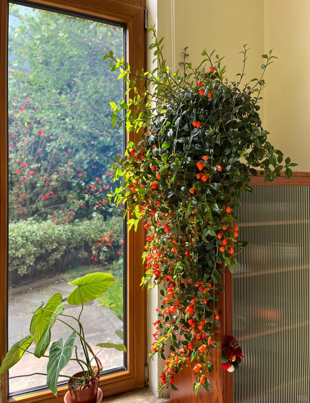 Trồng cây 'cá vàng' dịp cuối năm: Hoa nở như 'bơi' tiền vào két, xả xui cực tốt mà tôi trồng 6 năm vẫn mê- Ảnh 5.