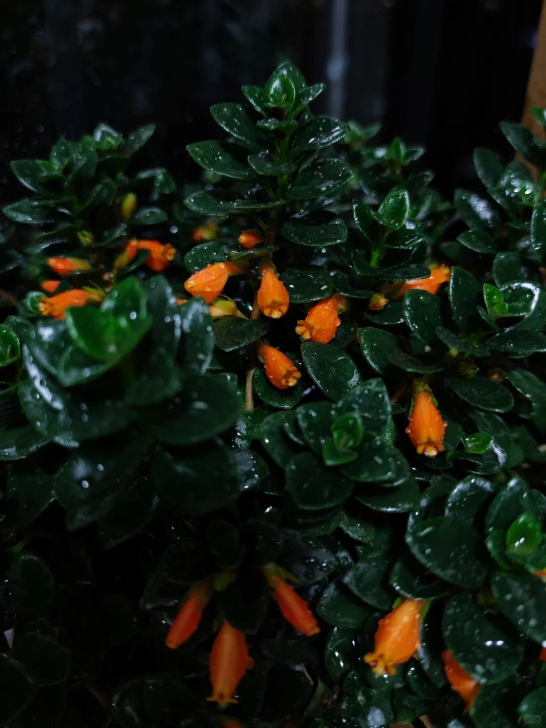 Trồng cây 'cá vàng' dịp cuối năm: Hoa nở như 'bơi' tiền vào két, xả xui cực tốt mà tôi trồng 6 năm vẫn mê- Ảnh 7.