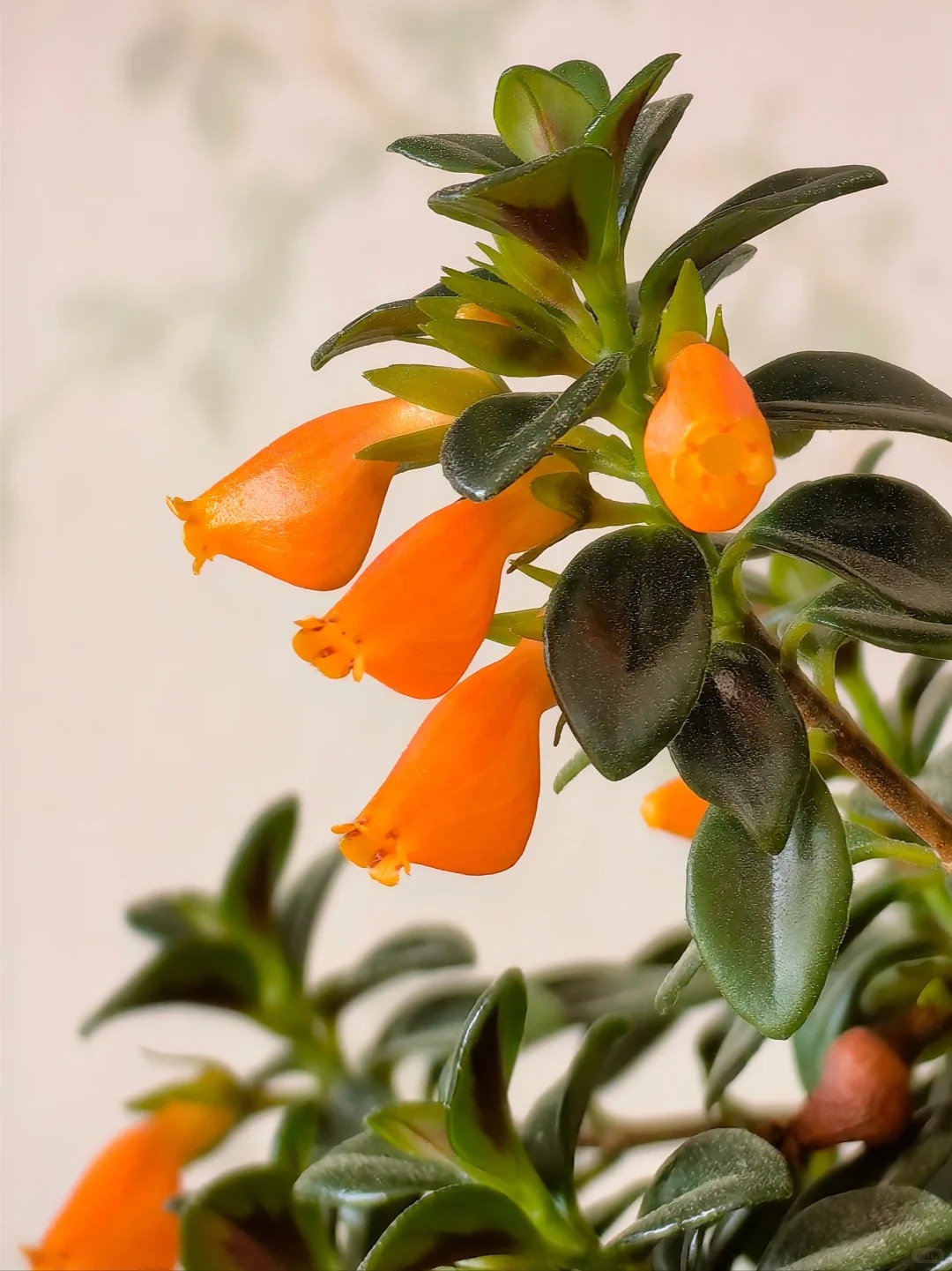 Trồng cây 'cá vàng' dịp cuối năm: Hoa nở như 'bơi' tiền vào két, xả xui cực tốt mà tôi trồng 6 năm vẫn mê- Ảnh 10.