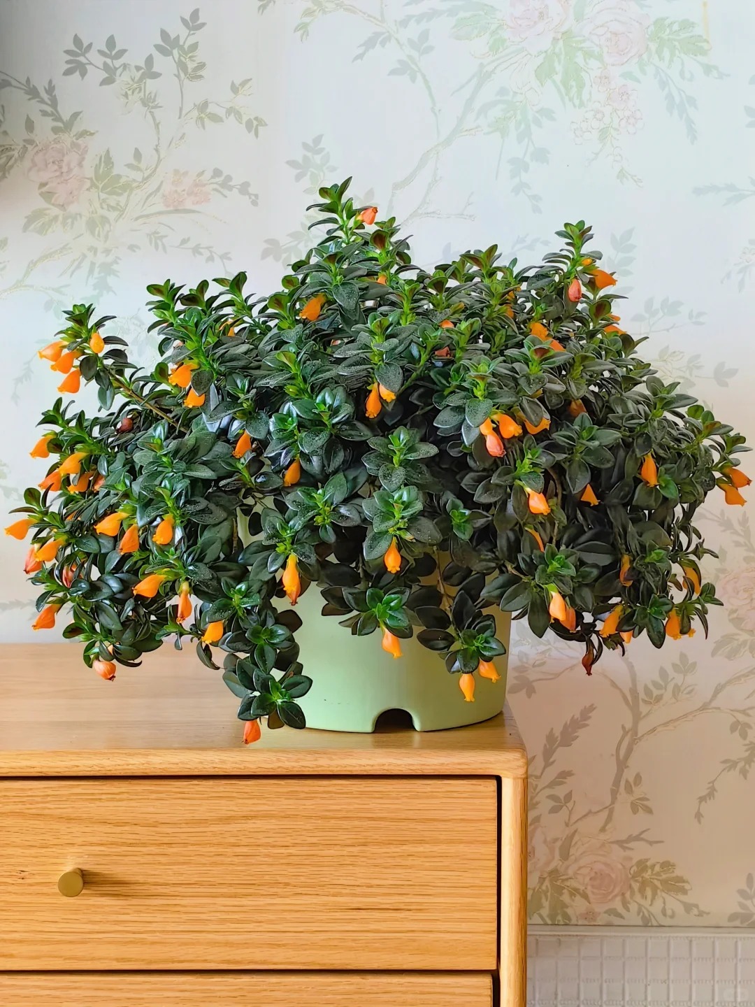 Trồng cây 'cá vàng' dịp cuối năm: Hoa nở như 'bơi' tiền vào két, xả xui cực tốt mà tôi trồng 6 năm vẫn mê- Ảnh 12.