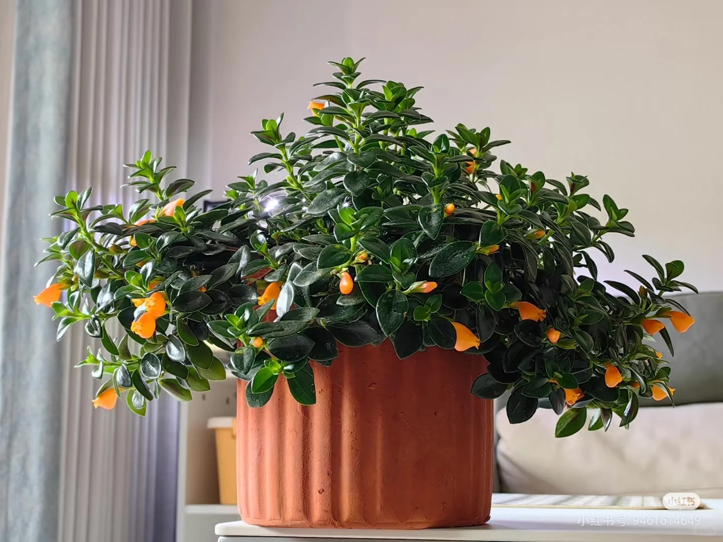 Trồng cây 'cá vàng' dịp cuối năm: Hoa nở như 'bơi' tiền vào két, xả xui cực tốt mà tôi trồng 6 năm vẫn mê- Ảnh 24.