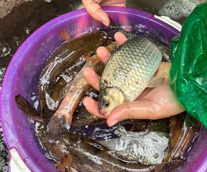 Chợ Việt có loại cá nhỏ, chỉ 30.000 đồng/kg nhưng được thầy thuốc xưa gọi là "đại bổ": Người biết ăn coi như báu vật- Ảnh 2.