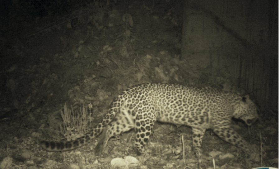 Lần theo đoạn video chỉ vài giây, chuyên gia hân hoan tìm thấy loài vật từng "tuyệt chủng" suốt 30 năm - Ảnh 3.