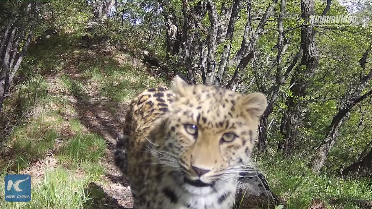 Lần theo đoạn video chỉ vài giây, chuyên gia hân hoan tìm thấy loài vật từng "tuyệt chủng" suốt 30 năm - Ảnh 1.