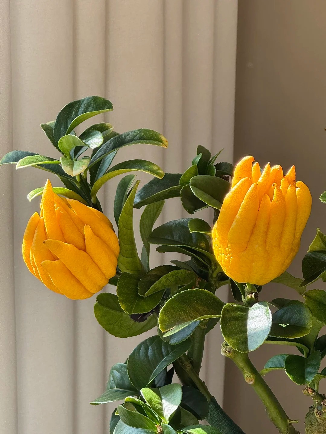 Cây cảnh "quý hơn vàng ròng": Quả óng ánh, dáng tay Phật, nhà giàu đua nhau săn chơi Tết - Ảnh 4. Cây cảnh "quý hơn vàng ròng": Quả óng ánh, dáng tay Phật, nhà giàu đua nhau săn chơi Tết - Ảnh 4.