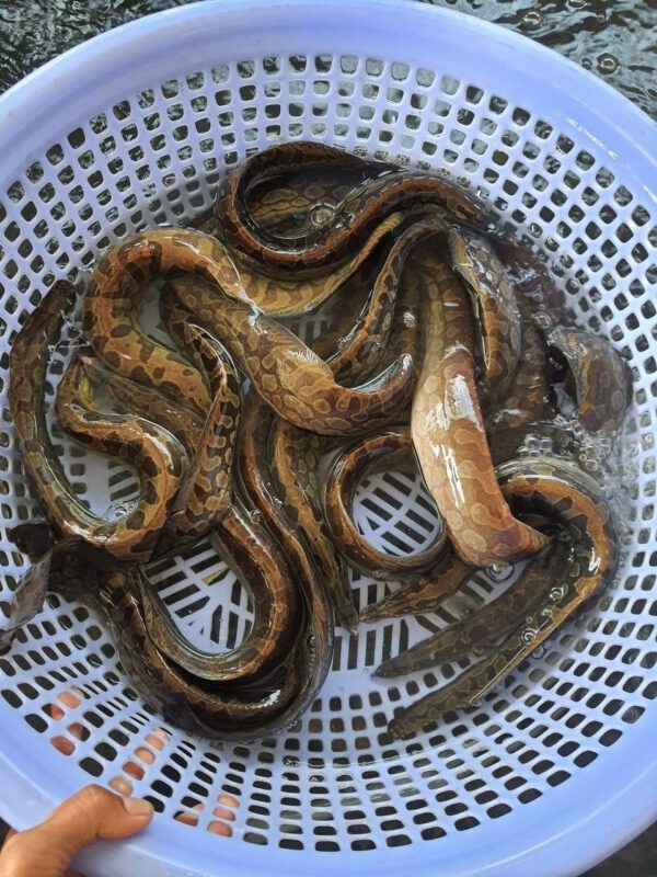 Loại cá được ví như "nhân sâm dưới nước": Vừa giàu canxi vừa giàu đạm, chợ Việt bán ê hề - Ảnh 1. Loại cá được ví như "nhân sâm dưới nước": Vừa giàu canxi vừa giàu đạm, chợ Việt bán ê hề - Ảnh 1.