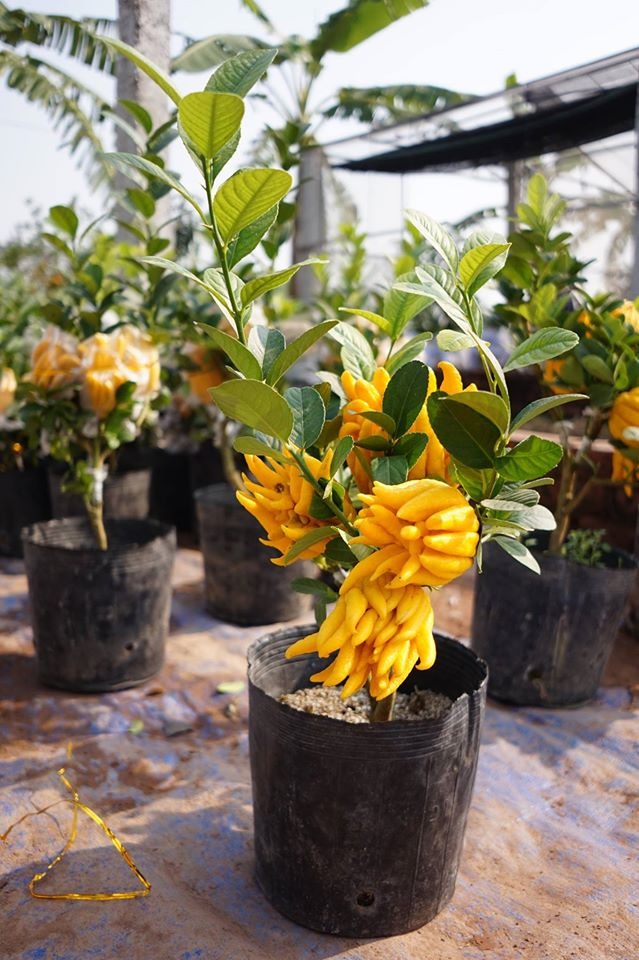 Cây cảnh "quý hơn vàng ròng": Quả óng ánh, dáng tay Phật, nhà giàu đua nhau săn chơi Tết - Ảnh 2. Cây cảnh "quý hơn vàng ròng": Quả óng ánh, dáng tay Phật, nhà giàu đua nhau săn chơi Tết - Ảnh 2.