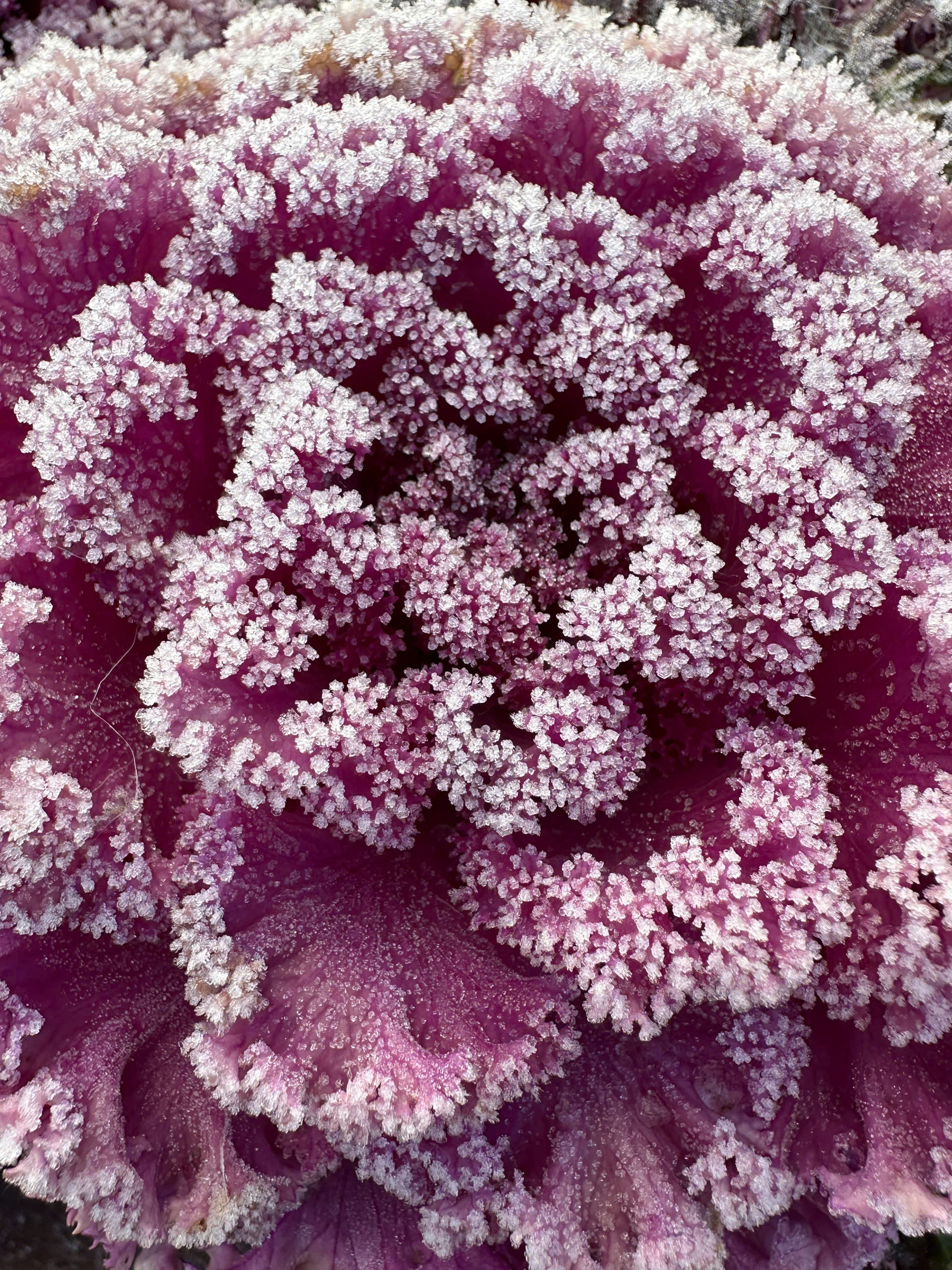 Một nơi tại Việt Nam nhiệt độ xuống 1 độ C, băng tuyết phủ trắng xóa- Ảnh 2.