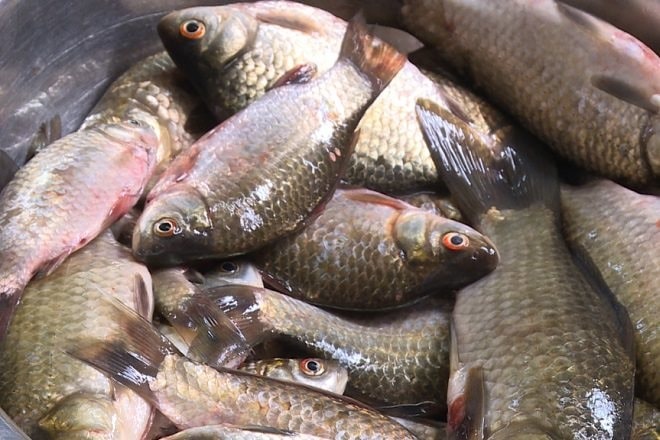 6 loại cá thịt mềm ngon, lại không chứa thủy ngân hại gan thận- Ảnh 1.